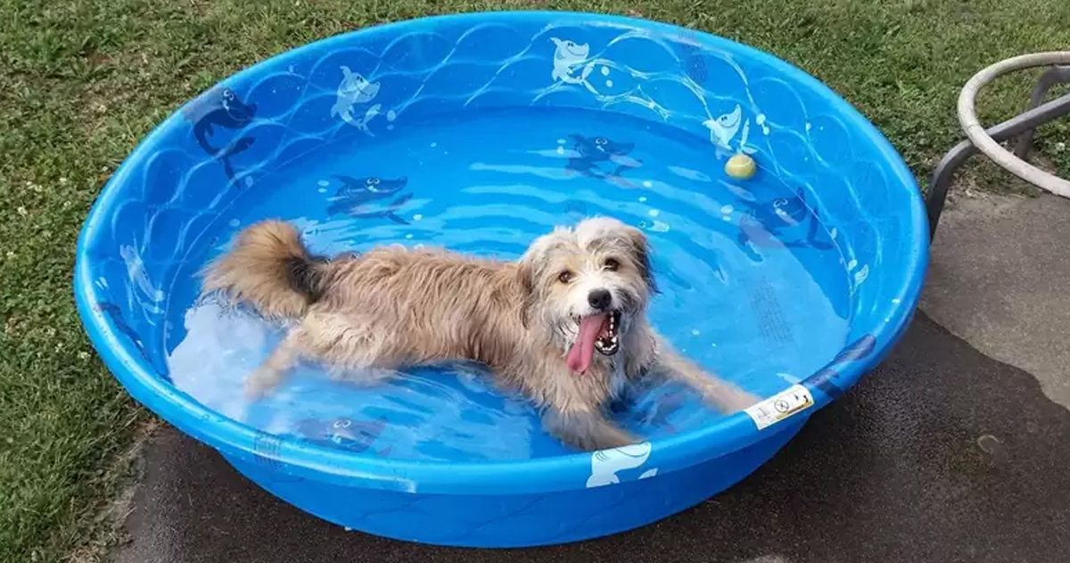 Dog enjoying pool!