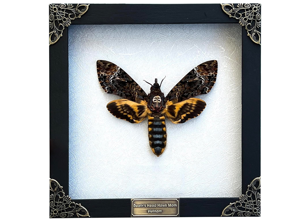 Real Death Head Moth Acherontia White Frame Skull