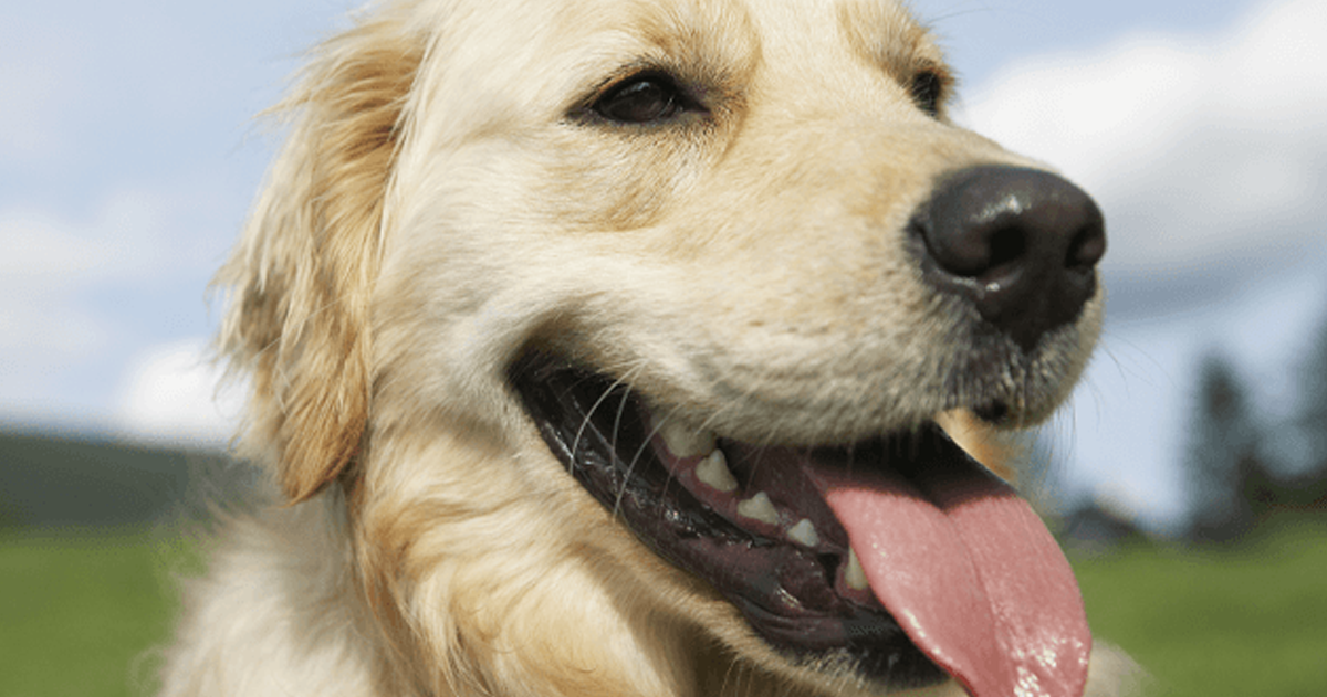 Dog Panting in Hot Weather